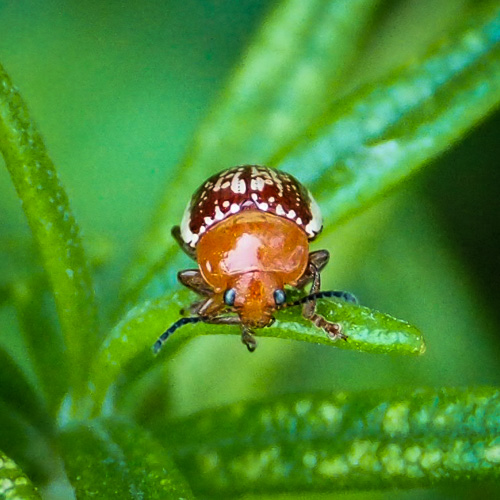 Tiny Unknown Beetle-like bug
