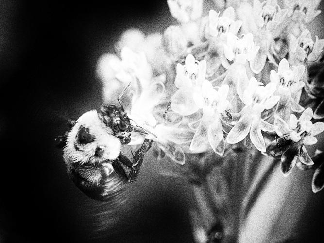 extreme photoshop - bee on my milkweed plant - take 2