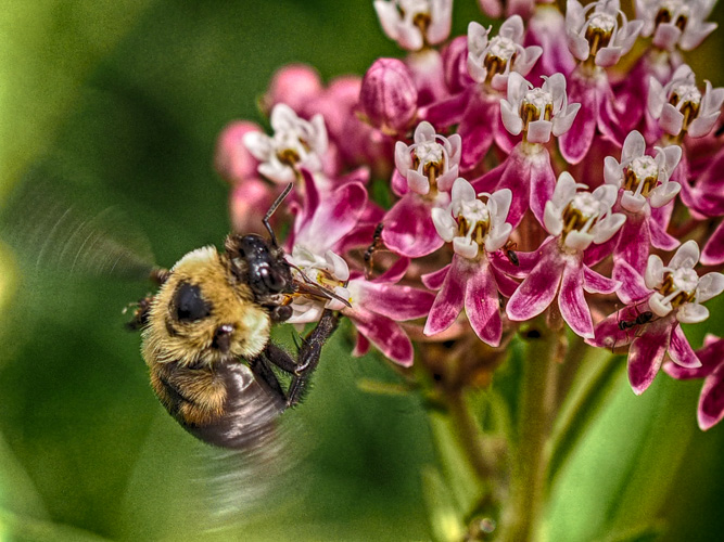 extreme photoshop - bee on my milkweed plant