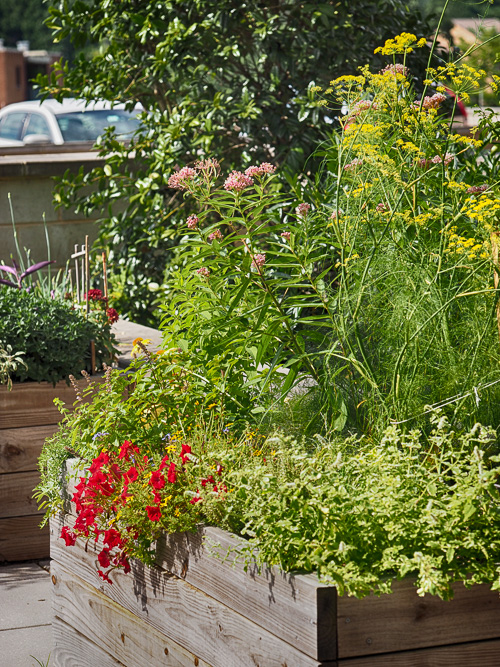 my 11 square foot garden box