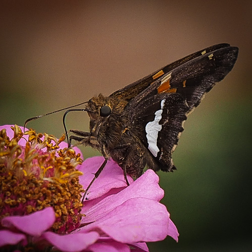 butterfly - red admiral???