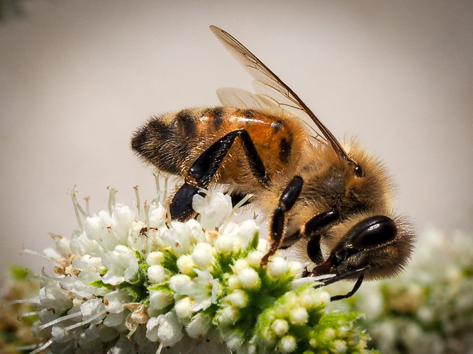 A fine bee on my mint plant