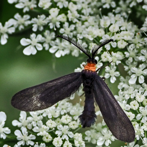 grapeleaf skeletonizer - Harrisina americana