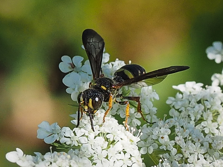 A cute little wasp