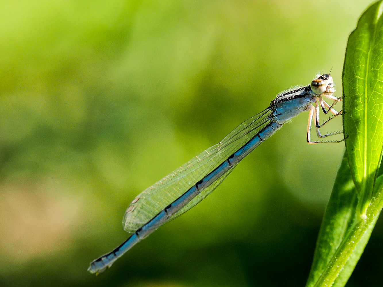 damselfly - a bluet of some sort