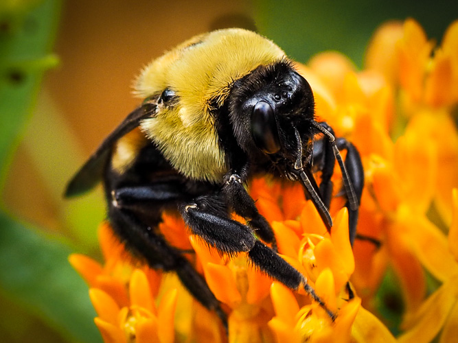 monster carpenter bee