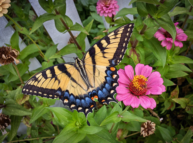 Eastern Tiger Swallowtail