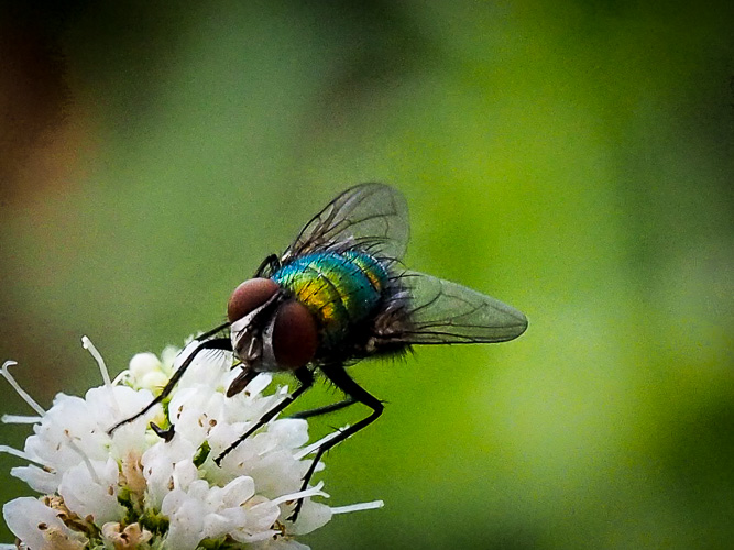 Metallic Blue Green Fly - Lucilia coeruleiviridis
