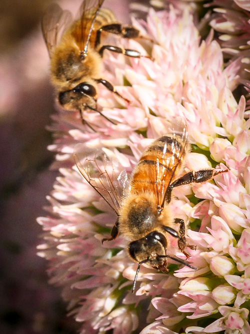 2 bees 2 days ago