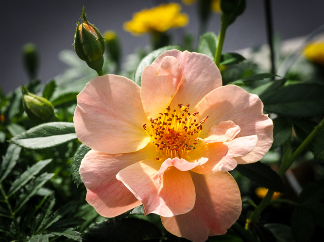 Miniature Rose Bush from one of the garden boxes