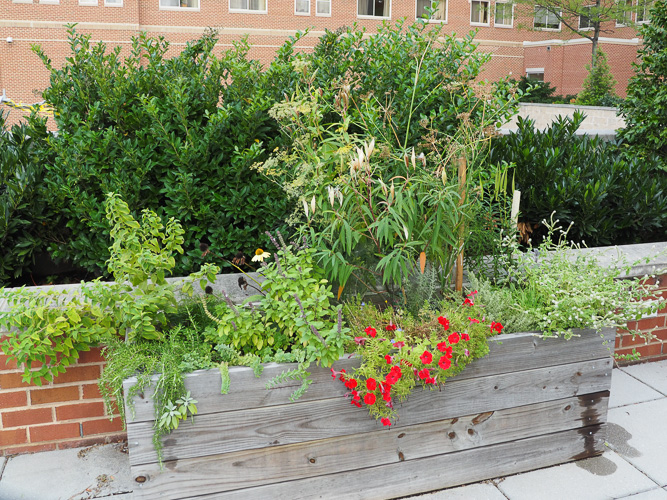 The Garden Box Faces Fall