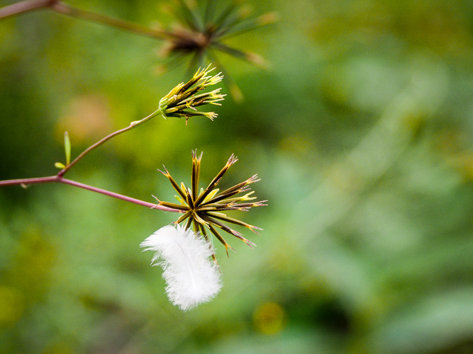 Love this old lens - Leica D Vario-Elmar 14-150mm 4/3 mount
