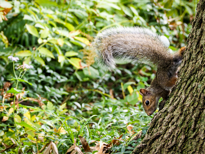 Young Squirrel at the Asylum