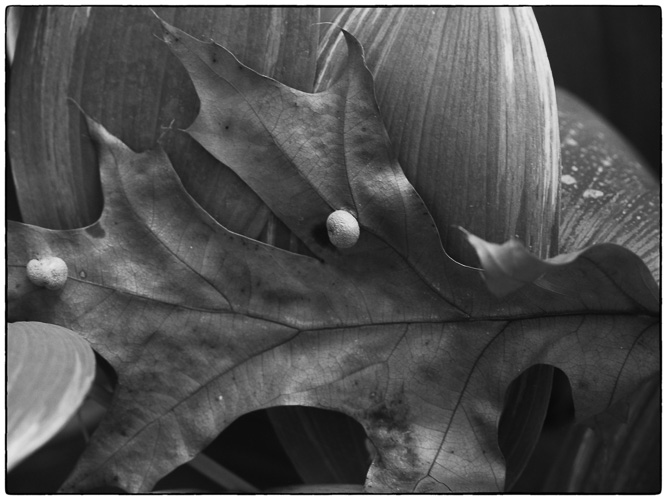 Coming Soon - To A Tree Near You - Fall
