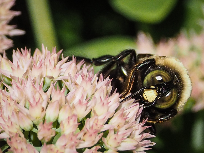 large carpenter bee, Xylocopa virginica