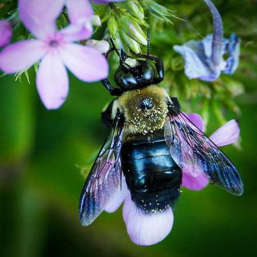 Large carpenter bee – Xylocopa virginica - again.