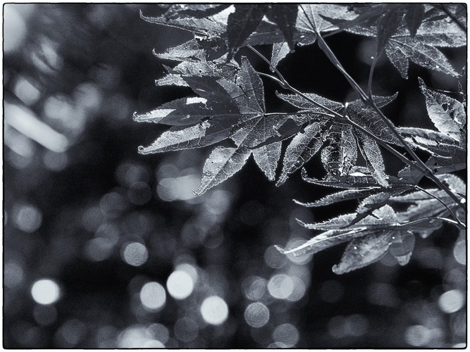 That lovely lens brokeh