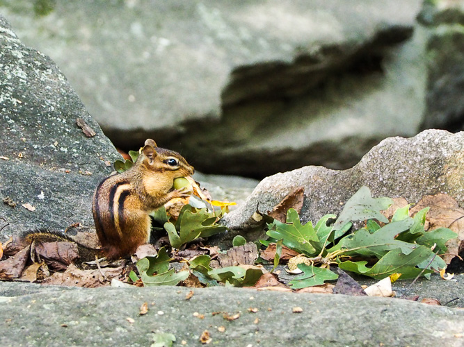 Chipmunk!