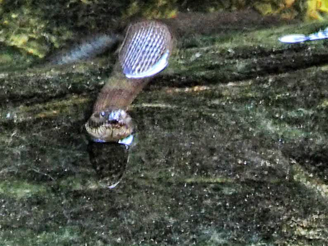Northern Watersnake
