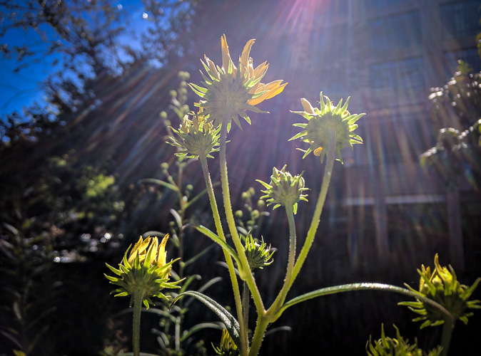 Nature Conservancy Weed Lot
