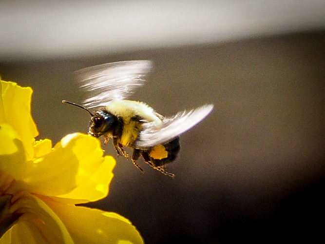 A Last Day of Bee Shooting