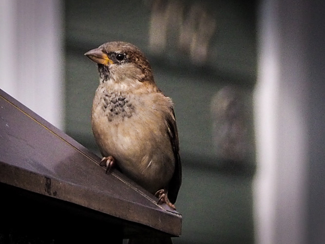 House Sparrow