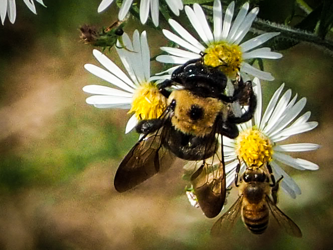 And a pair of bees, carpenter and honey.