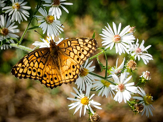 Variegated Fritillary