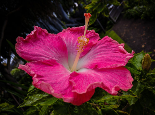 Today's Hibiscus - this one by Shamu the Phone