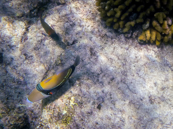 Our State Fish - the humuhumunukunukuapua'a