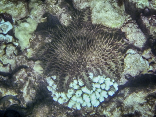 crown of thorns