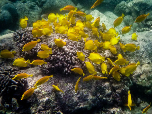 Yellow Tangs