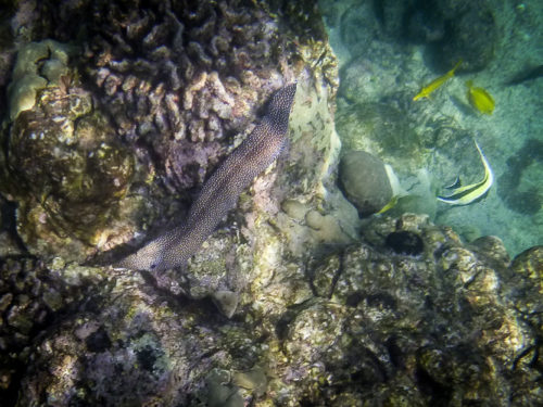 Whitemouth Moray