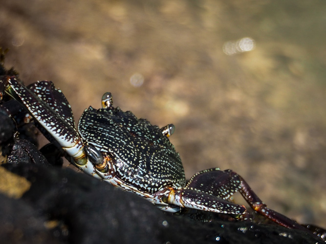 a'ama crab