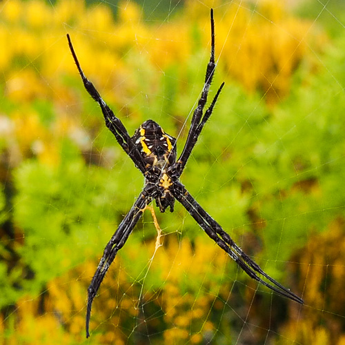 female Argiope appensa - hawaiian garden spider
