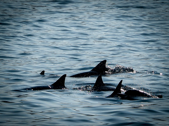 And, the dolphins played in the bay