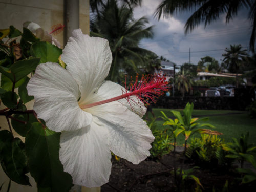  Hibiscus arnottianus