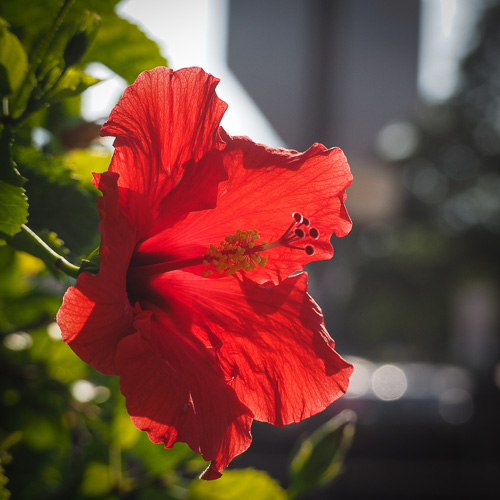 Today's Hibiscus Attempt