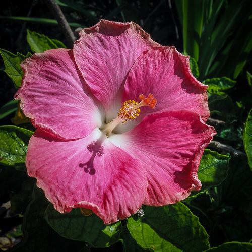 The Hibiscus of the Day