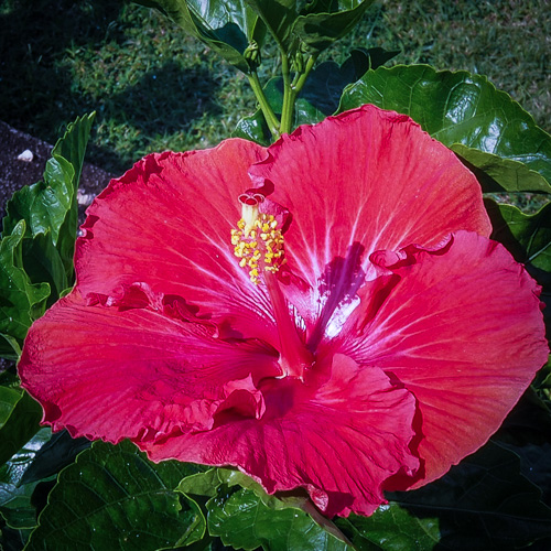 The Hibiscus of the Day
