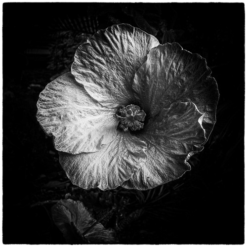 Sunday's Hibiscus