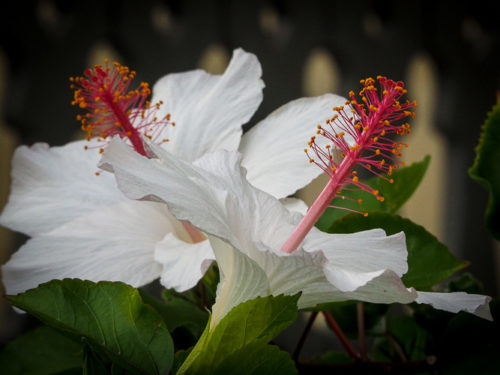 Monday's Hibiscus