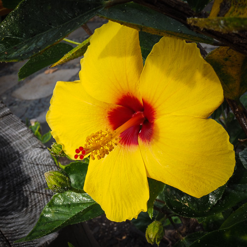 Of course I took a picture of a hibiscus today.