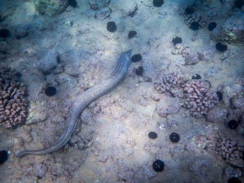 Big Enough Lazy Eel. 