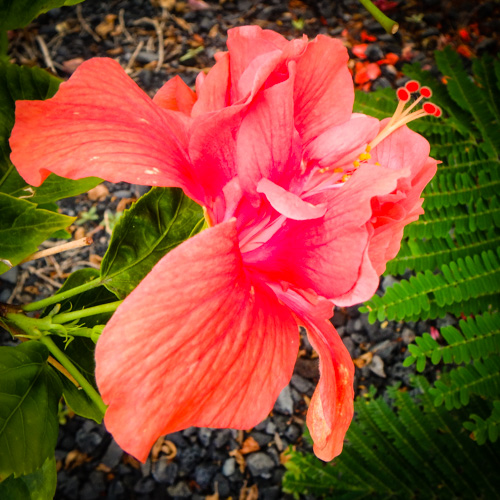 Today's Hibiscus - Failure