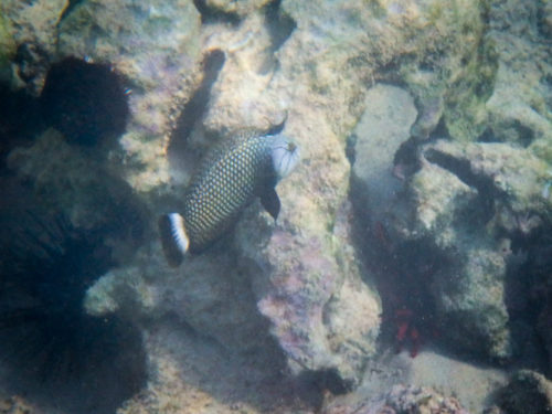 Rockmover Wrasse - I rarely see one at this location.