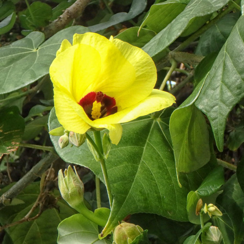 Hou - Hibiscus tiliaceus