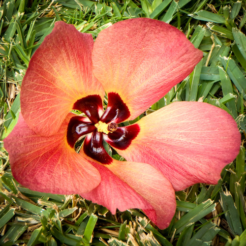 Hou - Hibiscus tiliaceus