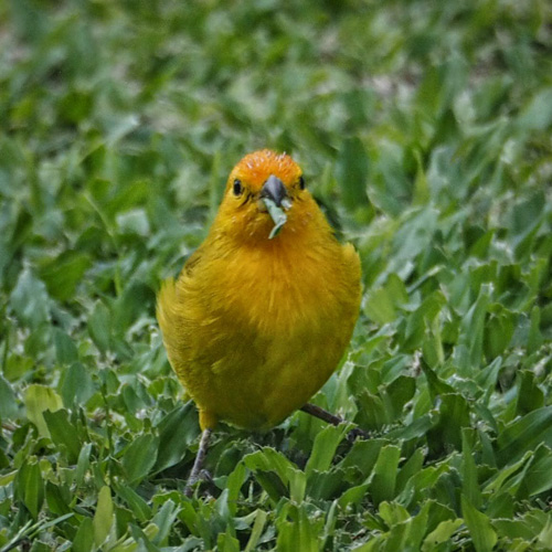 saffron finch (Sicalis flaveola)
