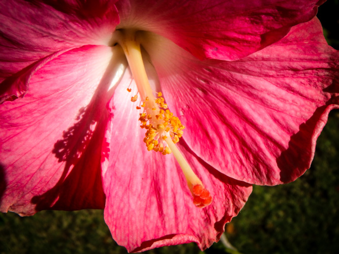 The Hibiscus of the Day